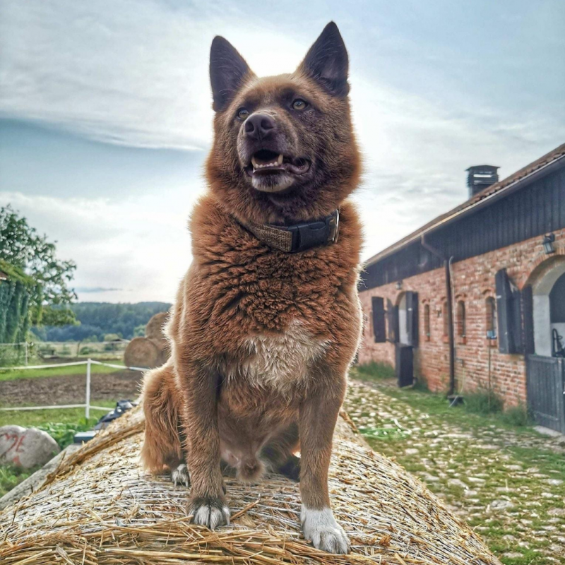 Hempsy – Dog products made from 100% Sustainable Hemp