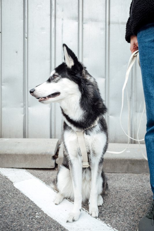 Hempsy – Dog products made from 100% Sustainable Hemp