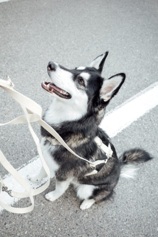 Hempsy – Dog products made from 100% Sustainable Hemp
