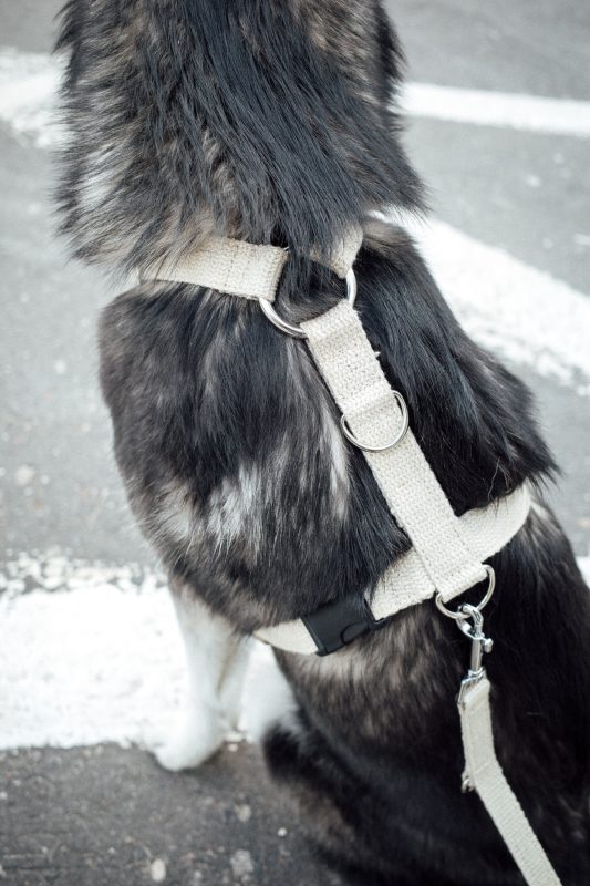 Hempsy – Dog products made from 100% Sustainable Hemp