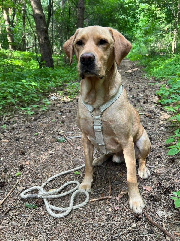 Hempsy – Dog products made from 100% Sustainable Hemp