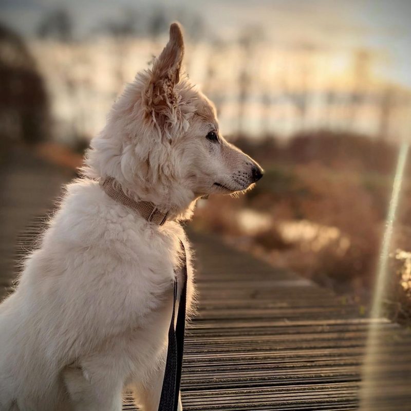 Hempsy – Dog products made from 100% Sustainable Hemp