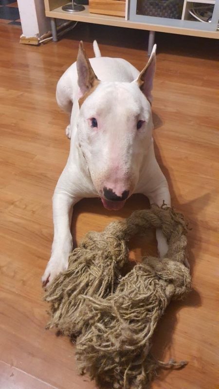Hempsy – Dog products made from 100% Sustainable Hemp