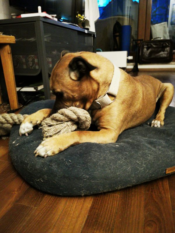 Hempsy – Dog products made from 100% Sustainable Hemp