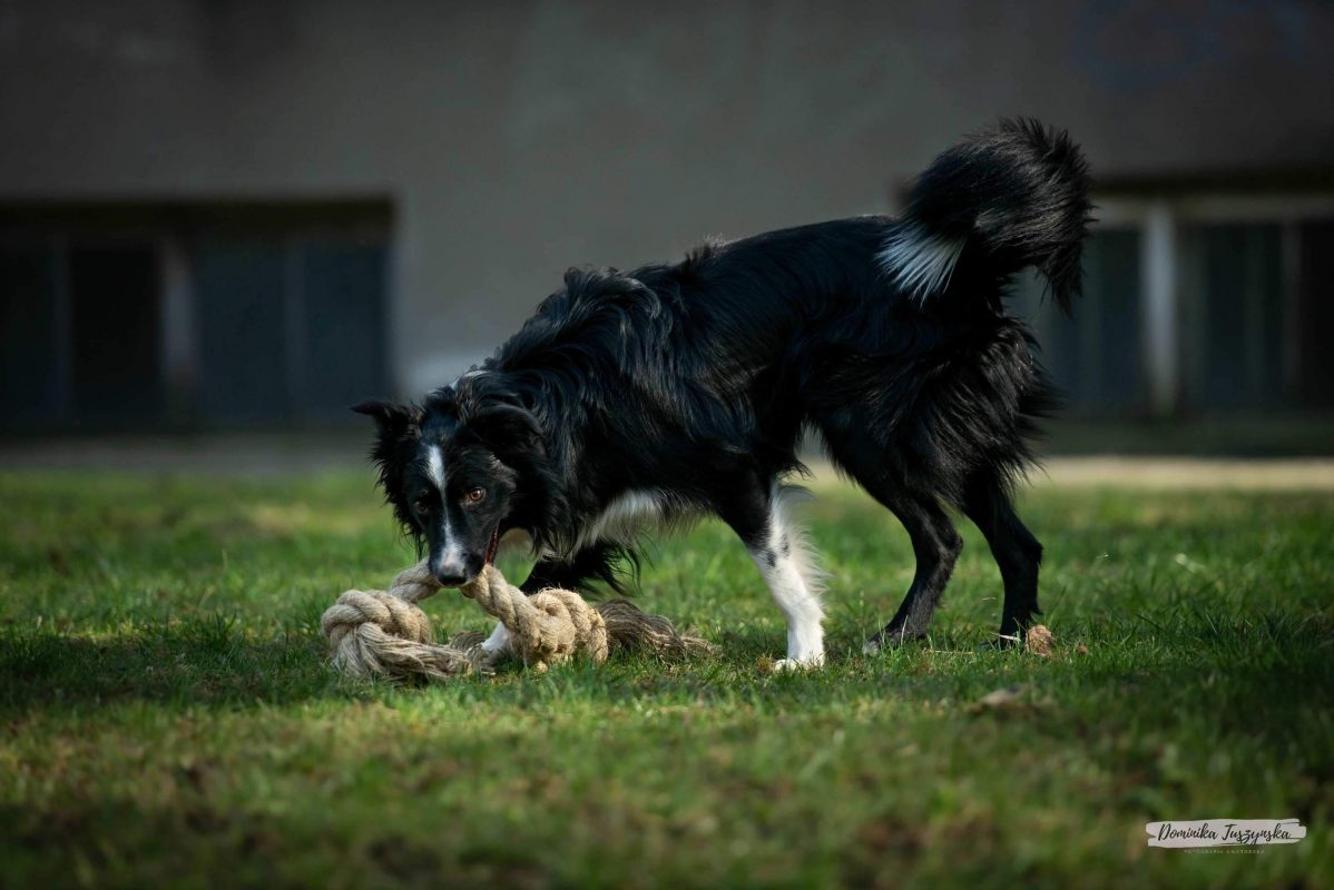 Hempsy – Dog products made from 100% Sustainable Hemp