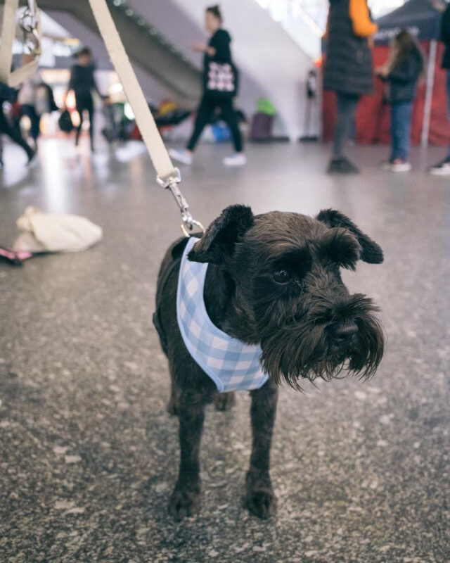 Hempsy – Dog products made from 100% Sustainable Hemp