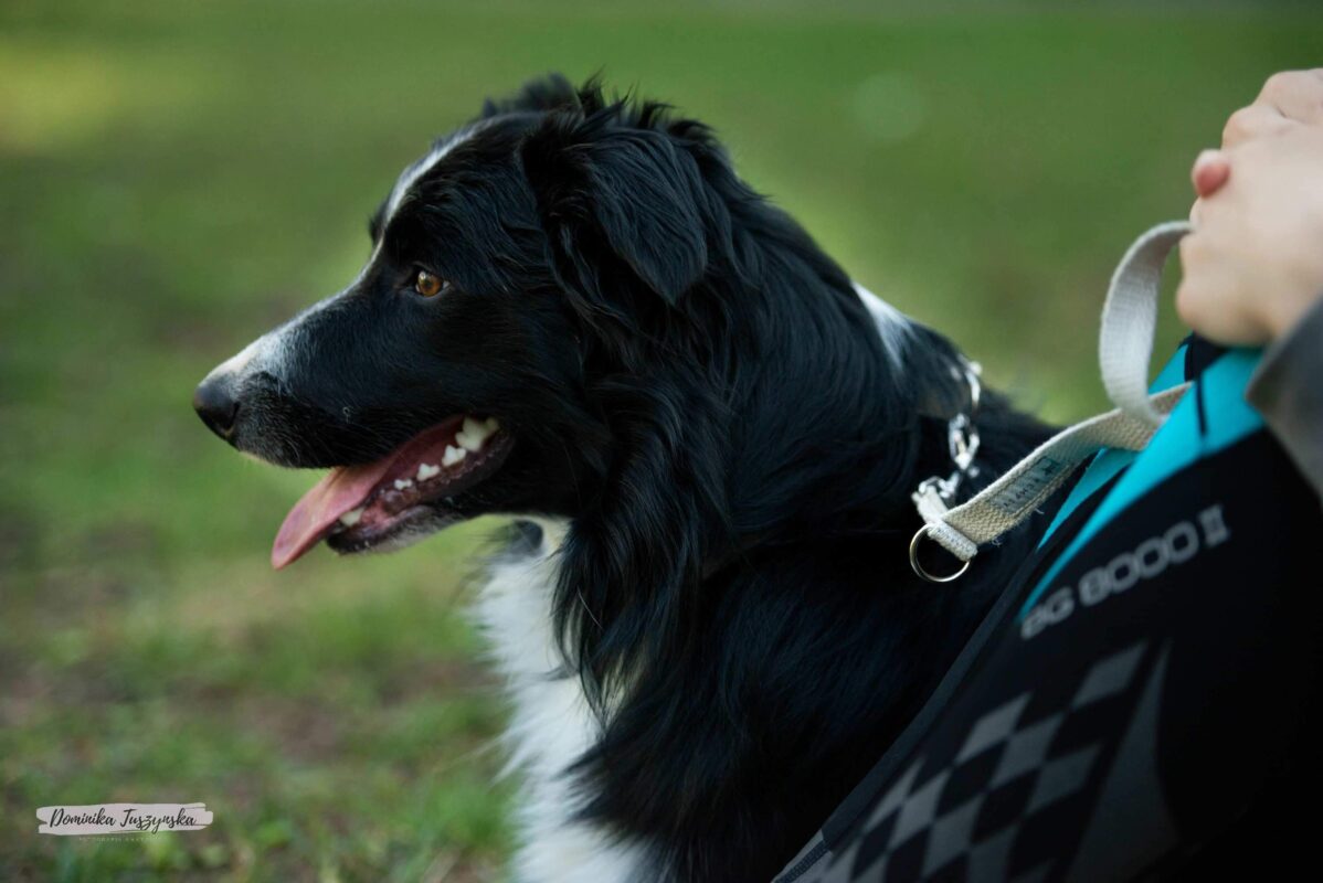 Hempsy – Dog products made from 100% Sustainable Hemp