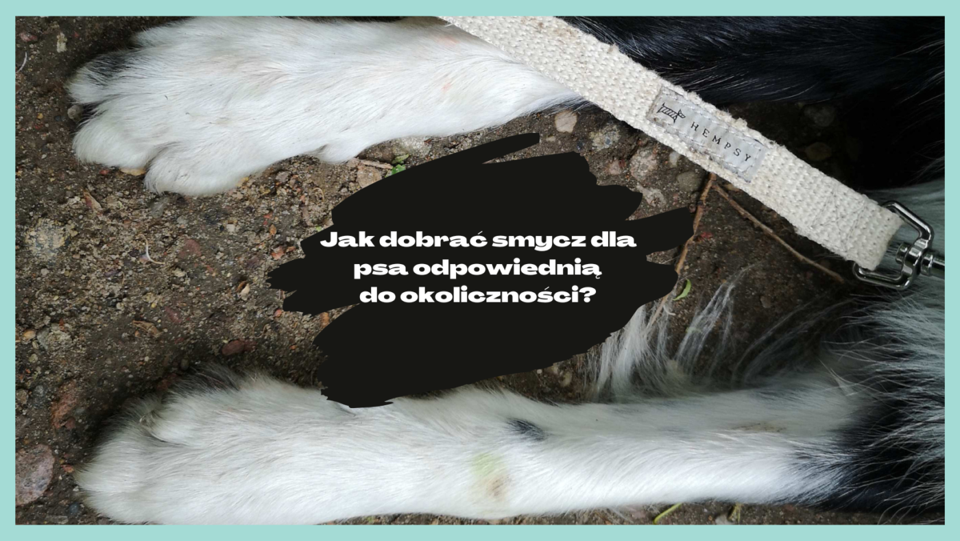 Hempsy – Dog products made from 100% Sustainable Hemp